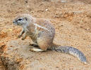 Cape ground squirrel