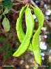 Carob tree, St John’s Bread