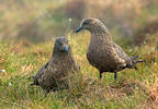 Catharacta skua