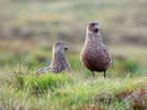 Catharacta skua