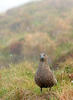 Catharacta skua