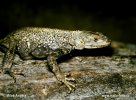 Caucasian agama