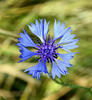 Centaurea cyanus