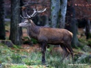 Cervus elaphus