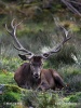 Cervus elaphus