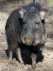 Chacoan peccary