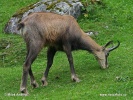 Chamois