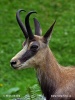 Chamois