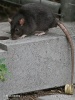 Chuột đen