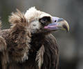 Cinereous vulture