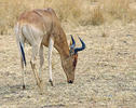 Coke's hartebeest