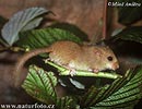 Common, Hasel Dormouse