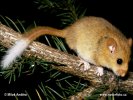 Common, Hasel Dormouse - partial albino