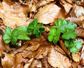 Common beech, European beech