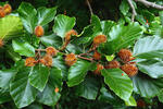 Common beech, European beech