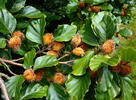 Common beech, European beech