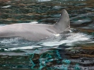 Common bottlenose dolphin