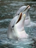 Common bottlenose dolphin