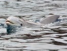 Common bottlenose dolphin