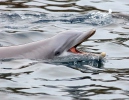 Common bottlenose dolphin