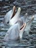 Common bottlenose dolphin