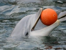 Common bottlenose dolphin