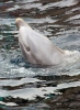 Common bottlenose dolphin