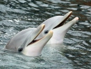 Common bottlenose dolphin