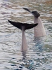 Common bottlenose dolphin