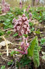 Common Butterbur