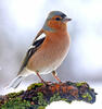 Common Chaffinch