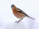 Common Chaffinch