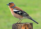 Common Chaffinch