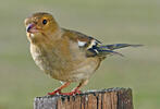 Common Chaffinch