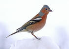 Common Chaffinch