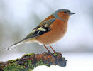 Common Chaffinch