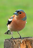 Common Chaffinch