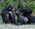 Common chimpanzee