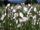 Common cottongrass, Common cottonsedge