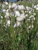 Common cottongrass, Common cottonsedge