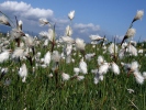 Common cottongrass, Common cottonsedge