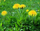 Common dandelion