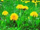 Common dandelion