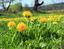 Common dandelion