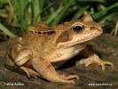 Common Grass Frog