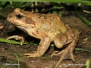 Common Grass Frog