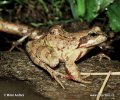 Common Grass Frog