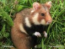 Common Hamster