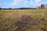 Common heather