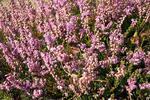 Common heather